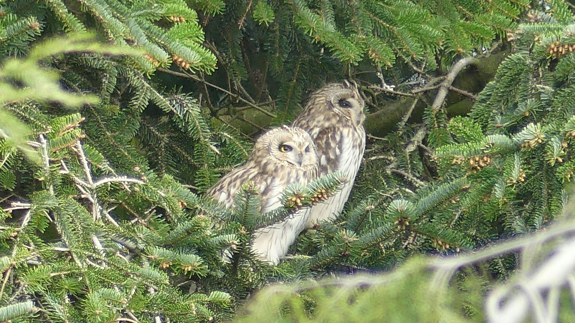 Zwei Sumpfohreulen in einer Tanne.