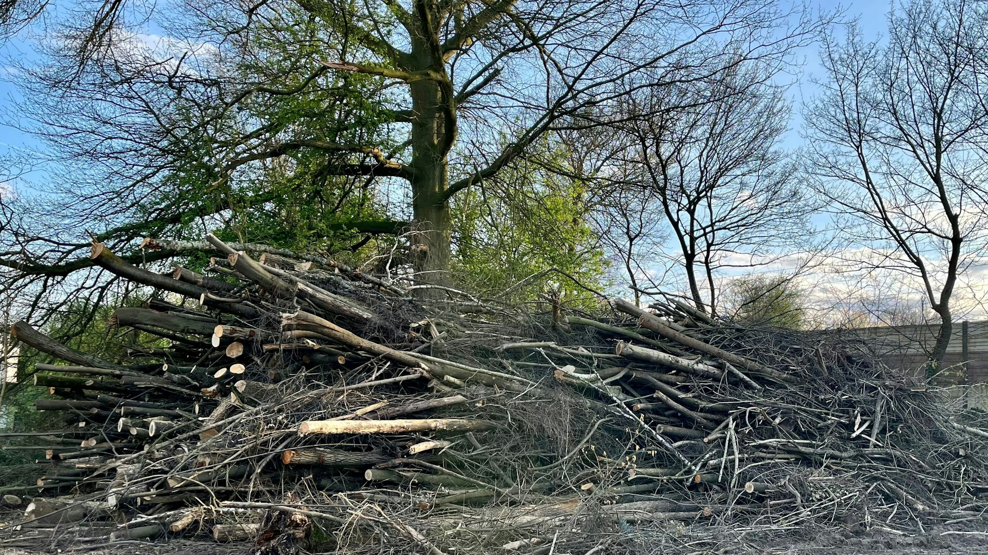 Hoher Stapel abgeschlagener Baumstämme.