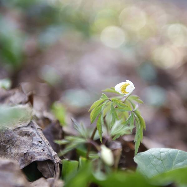 Eine weiße Blume blüht auf Waldboden.