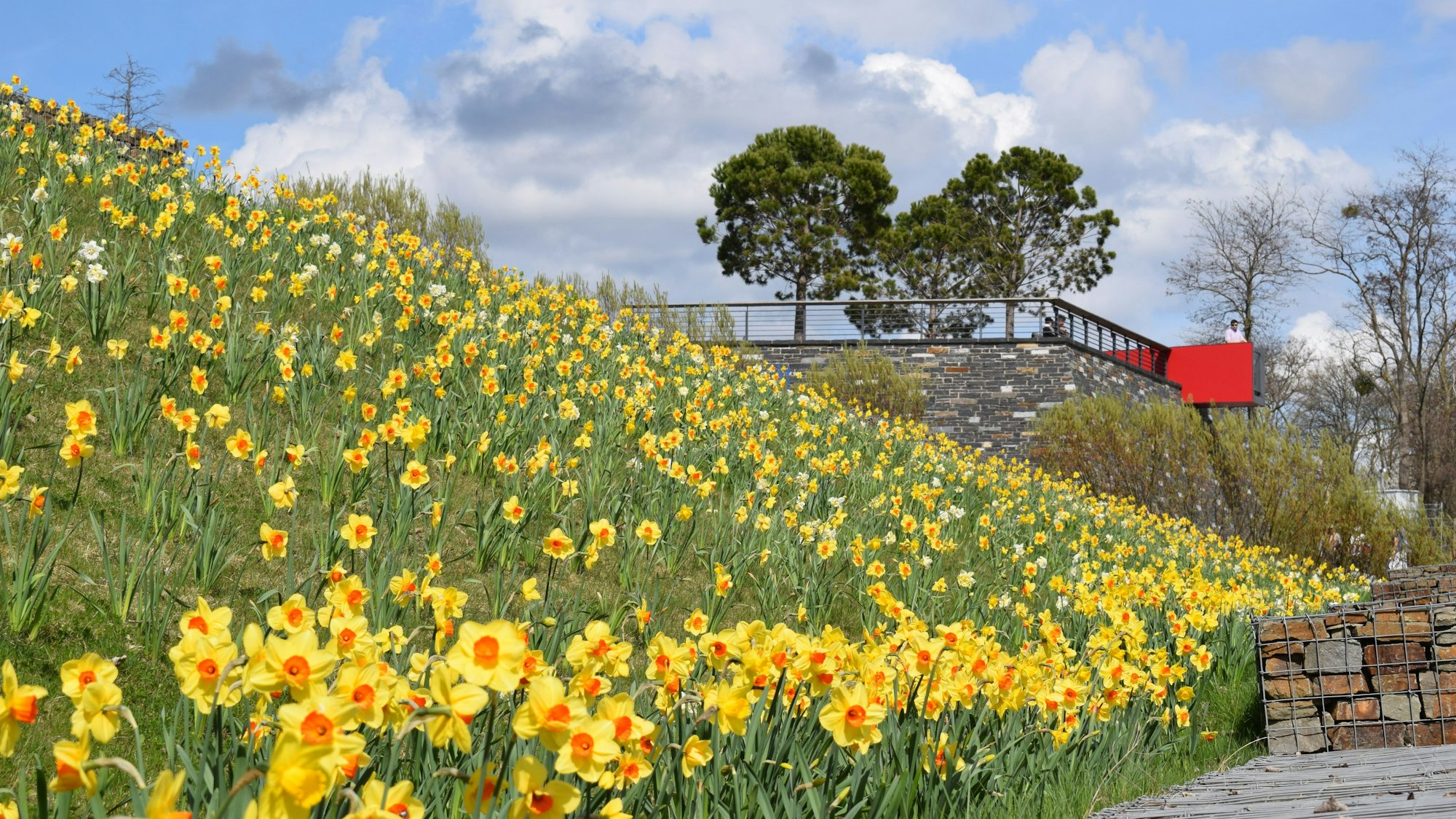 Narzissen auf einer Wiese im Seepark Zülpich