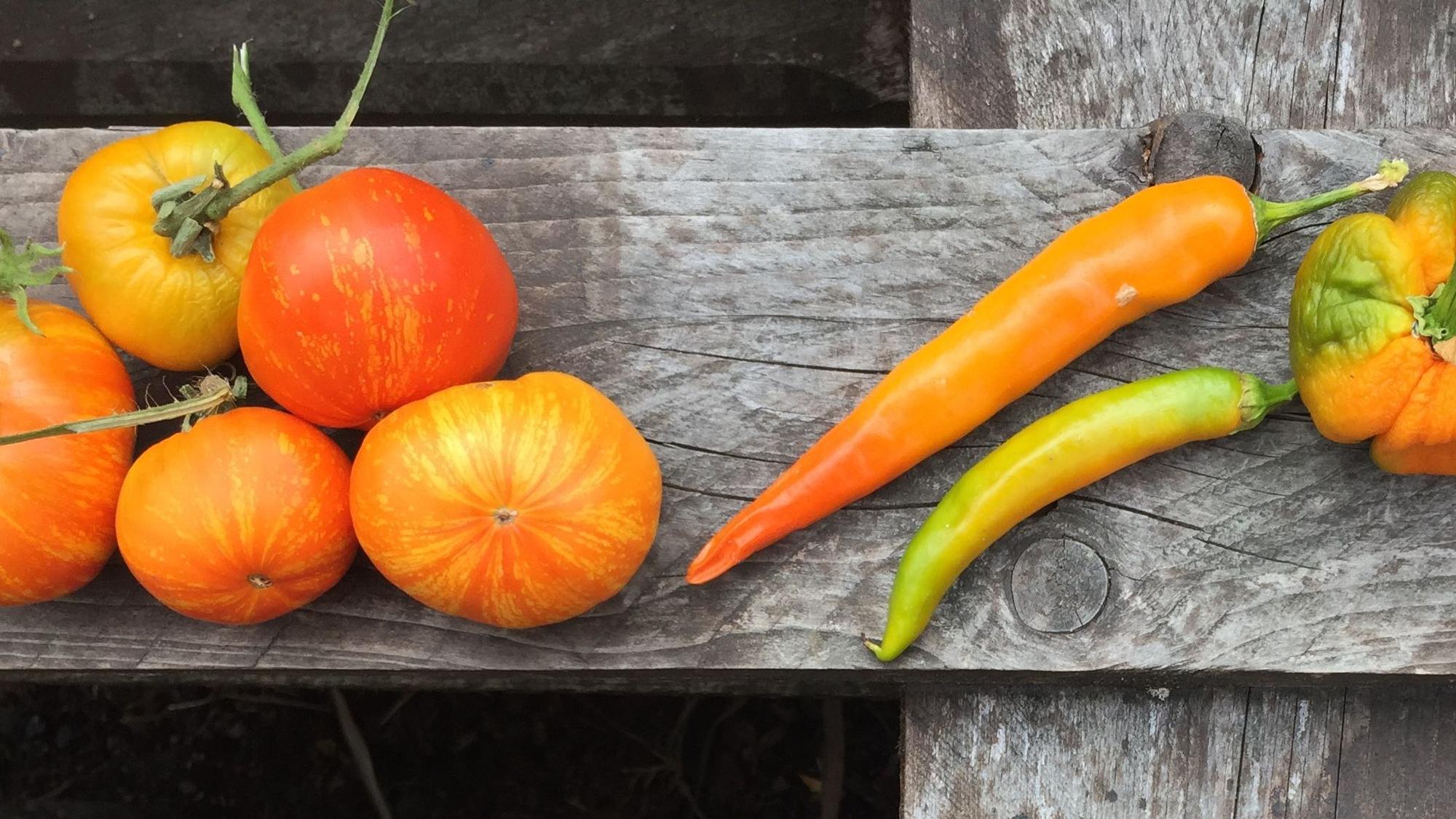 Unter anderem ernten die Finken gemeinsam Gemüse aus ihrem Garten, darunter große und kleine Tomaten, Chilis und Paprika.