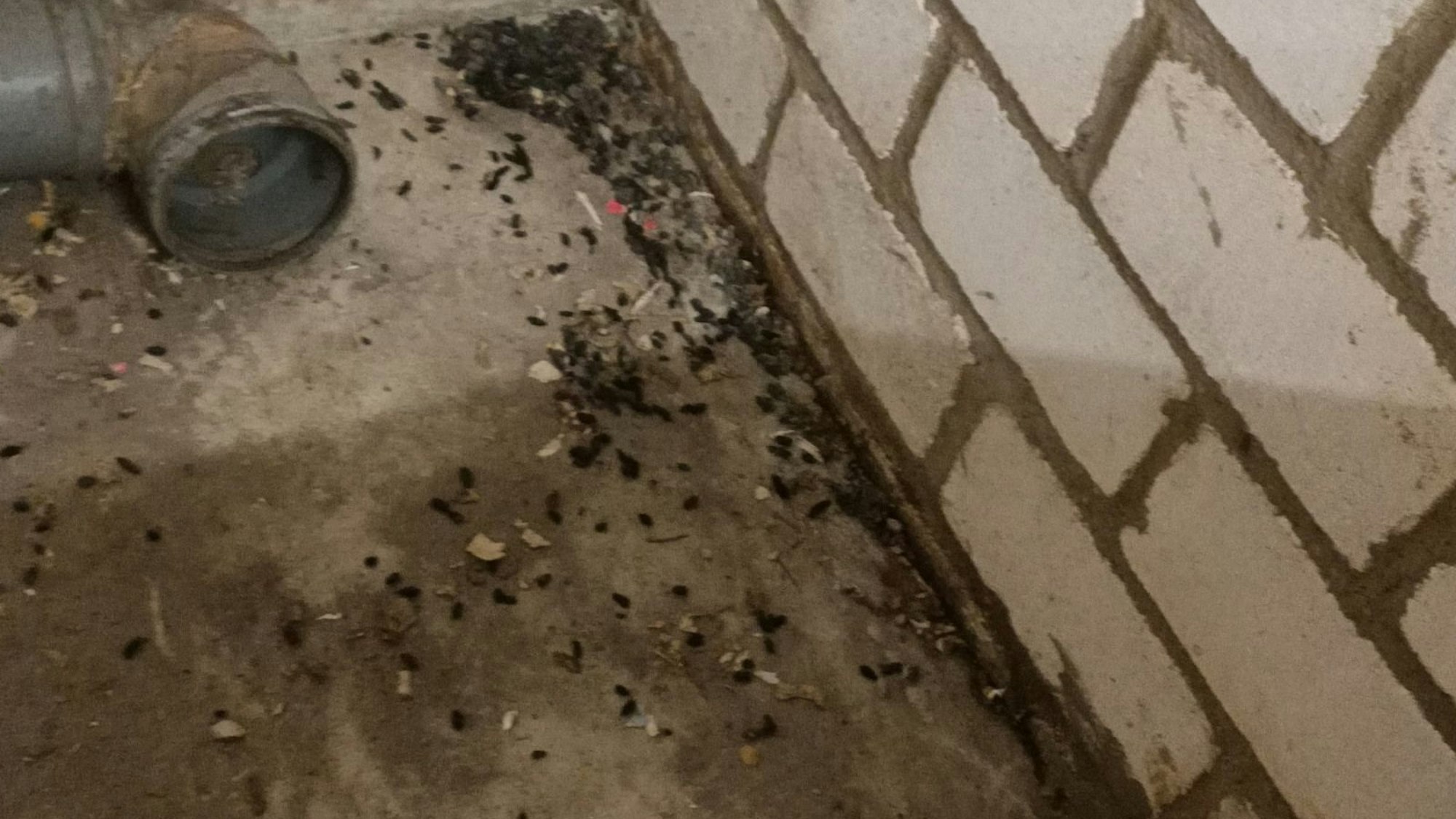 Auf dem Bild ist Müll in den Kellern zu sehen.