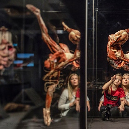 Impression aus den "Körperwelten".