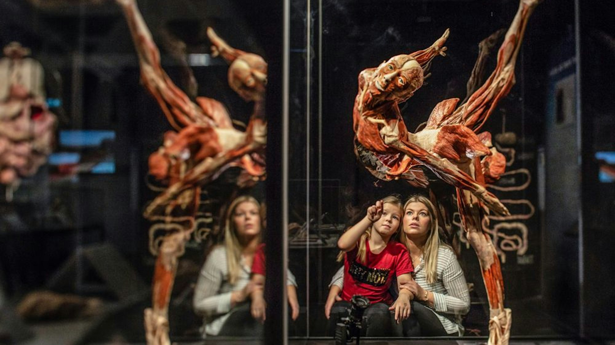 Impression aus den "Körperwelten".