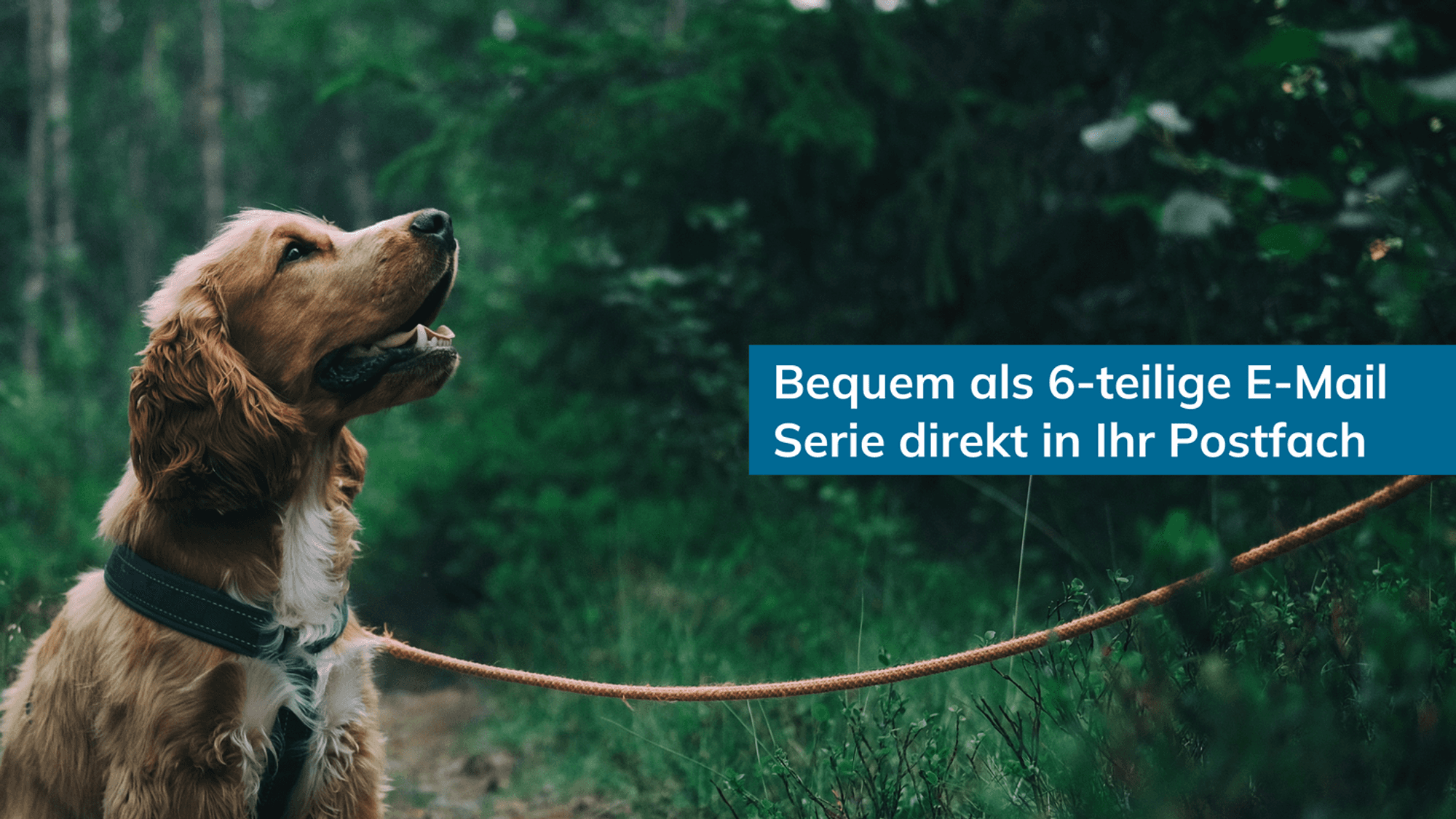 Ein angeleinter Hund schaut nach oben, im Hintergrund ein Waldweg
