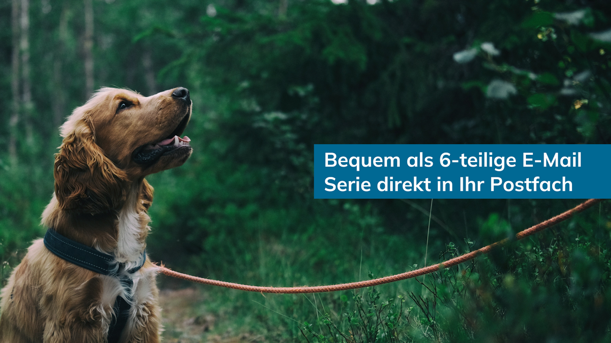 Ein angeleinter Hund schaut nach oben, im Hintergrund ein Waldweg