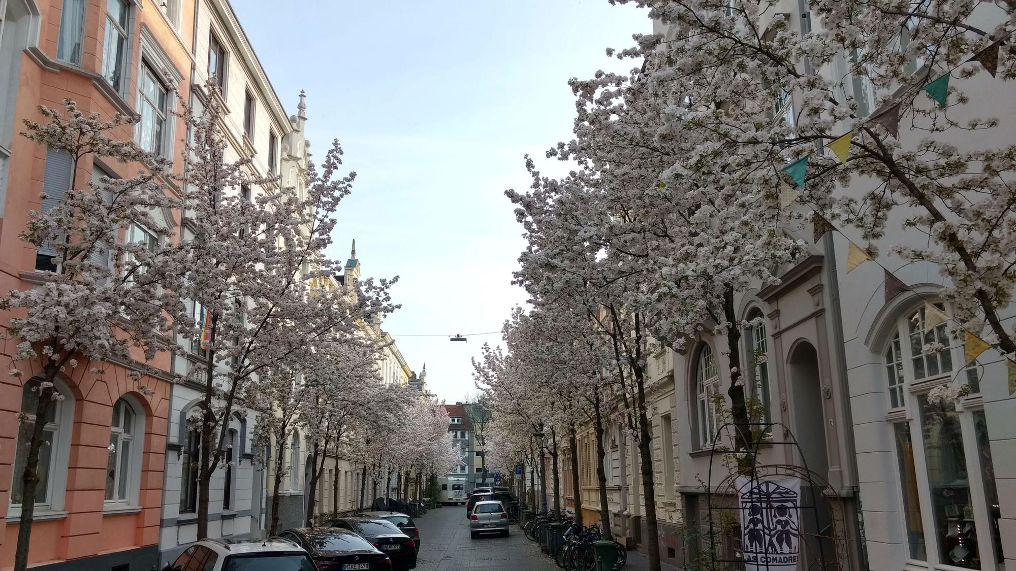Kirschbluete Michaelstrasse