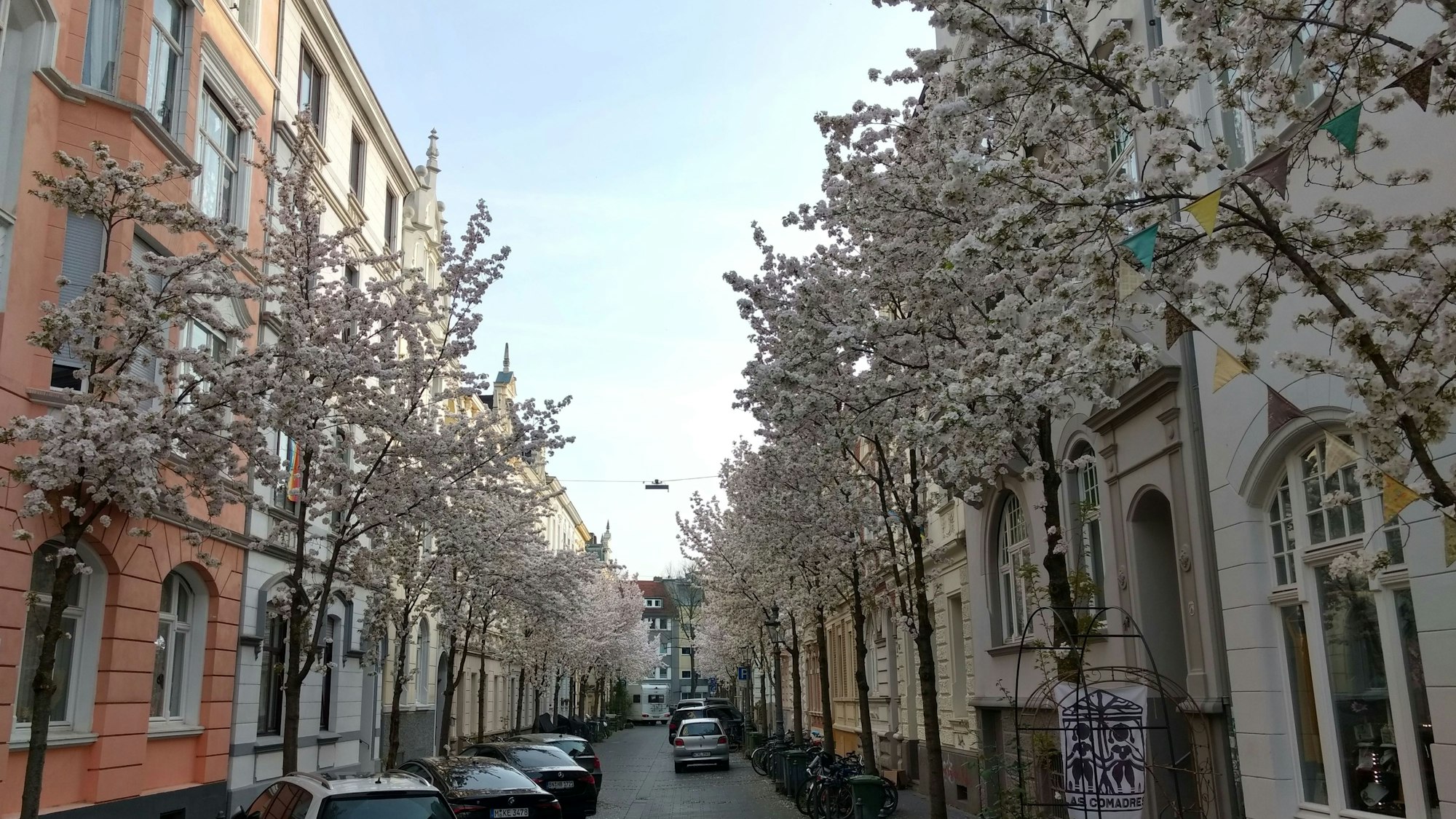 Kirschbluete Michaelstrasse