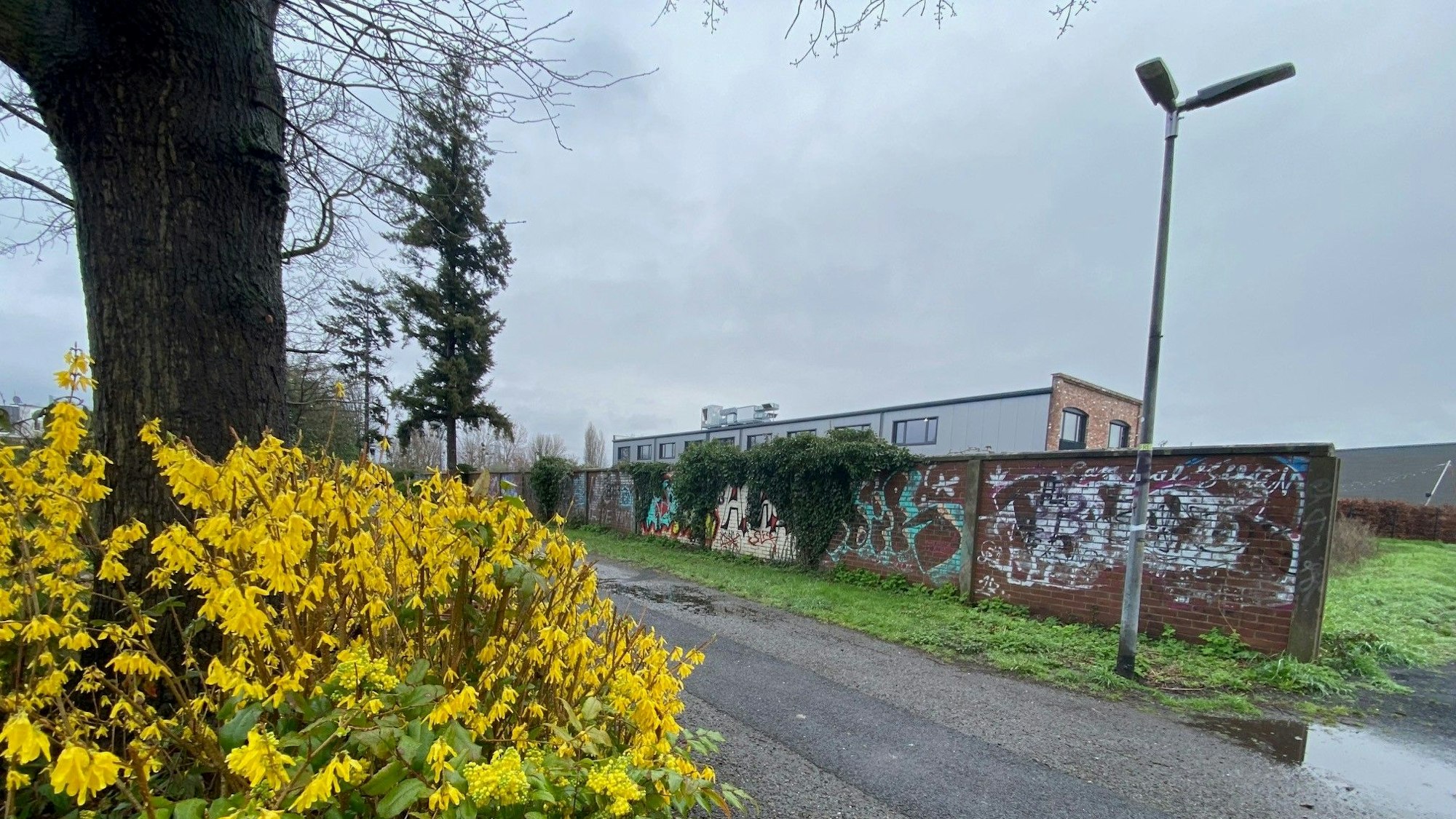 Zu sehen sind ein blühender Strauch sowie die Mauer der ehemaligen Zuckerfabrik in Brühl-Ost.