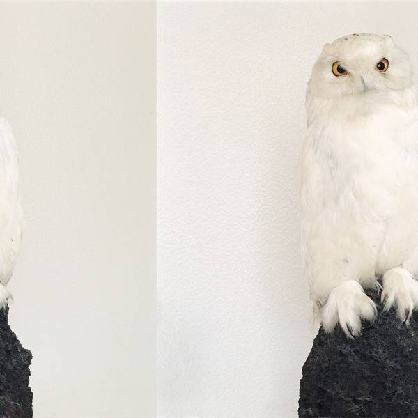 Zwei ausgestopfte weiße Eulen sind nebeneinander abgebildet.