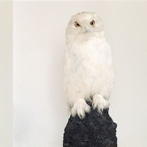 Zwei ausgestopfte weiße Eulen sind nebeneinander abgebildet.
