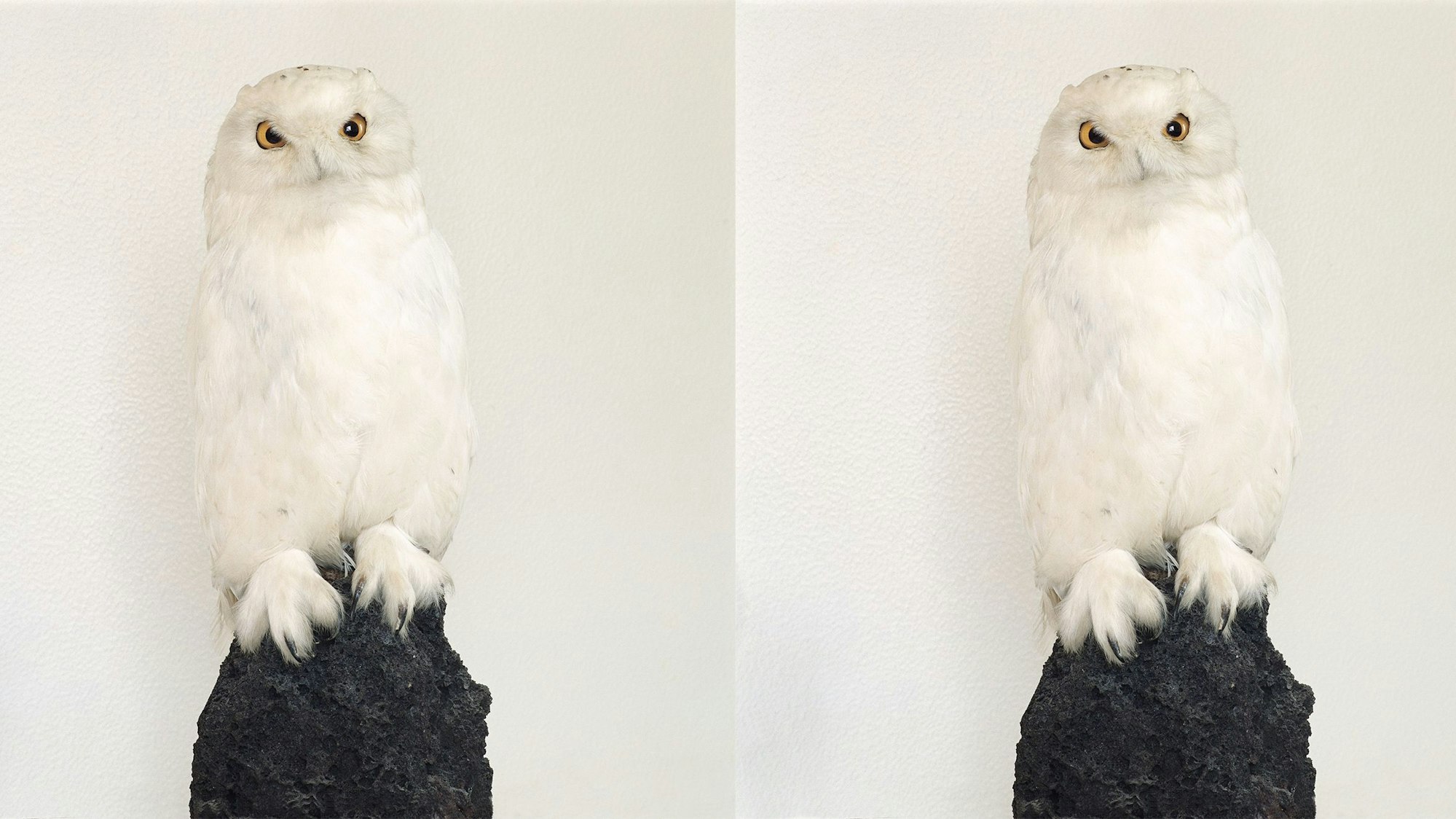 Zwei ausgestopfte weiße Eulen sind nebeneinander abgebildet.