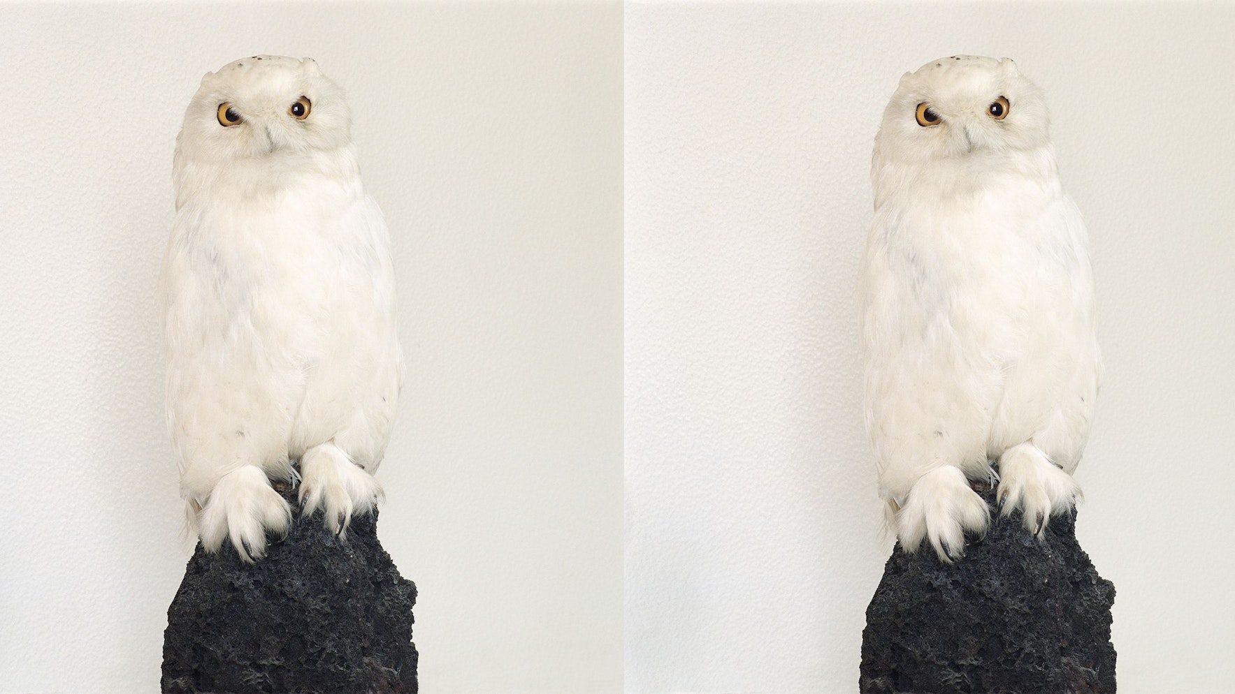 Zwei ausgestopfte weiße Eulen sind nebeneinander abgebildet.