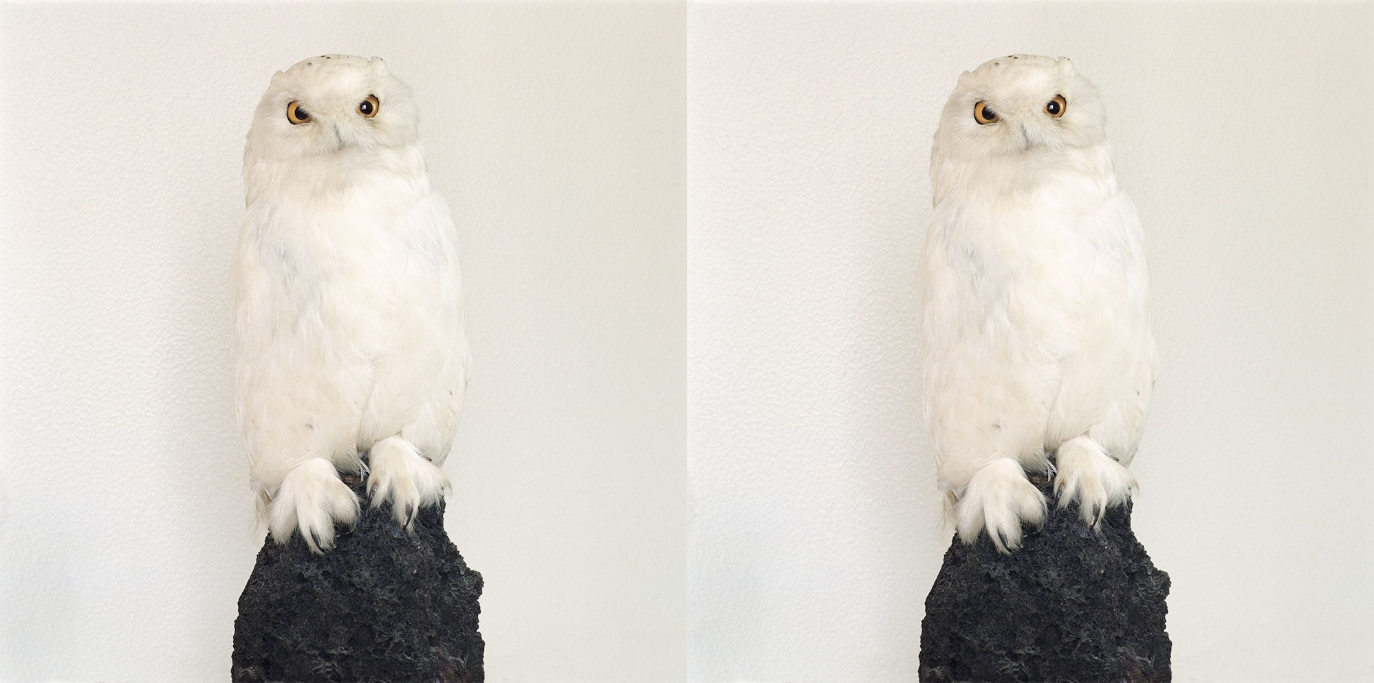 Roni Horn liebt Bilderpaare, bei denen man nicht weiß, ob sie das Gleiche oder verschiedene Sachen zeigen: „Dead Owl“ aus dem Jahr 1997.