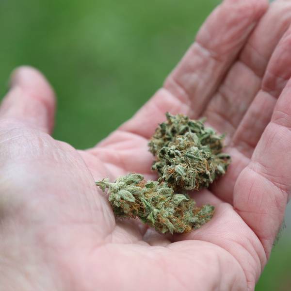 Eine Hand hält getrocknete Cannabis-Blüten.