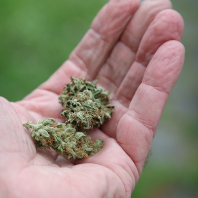 Eine Hand hält getrocknete Cannabis-Blüten.