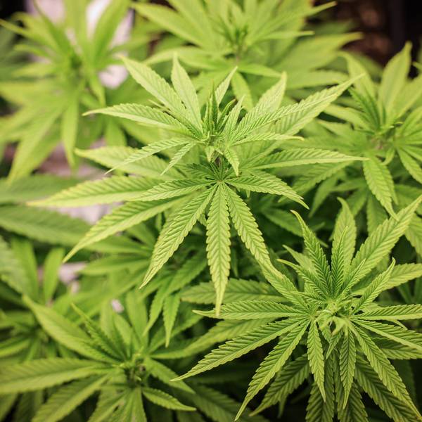 Cannabispflanzen (ca. 4 Wochen alt) in ihrer Wachstumsphase stehen unter künstlicher Beleuchtung in einem Privatraum. Aus der Cannabis-Pflanze werden Haschisch und Marihuana hergestellt.