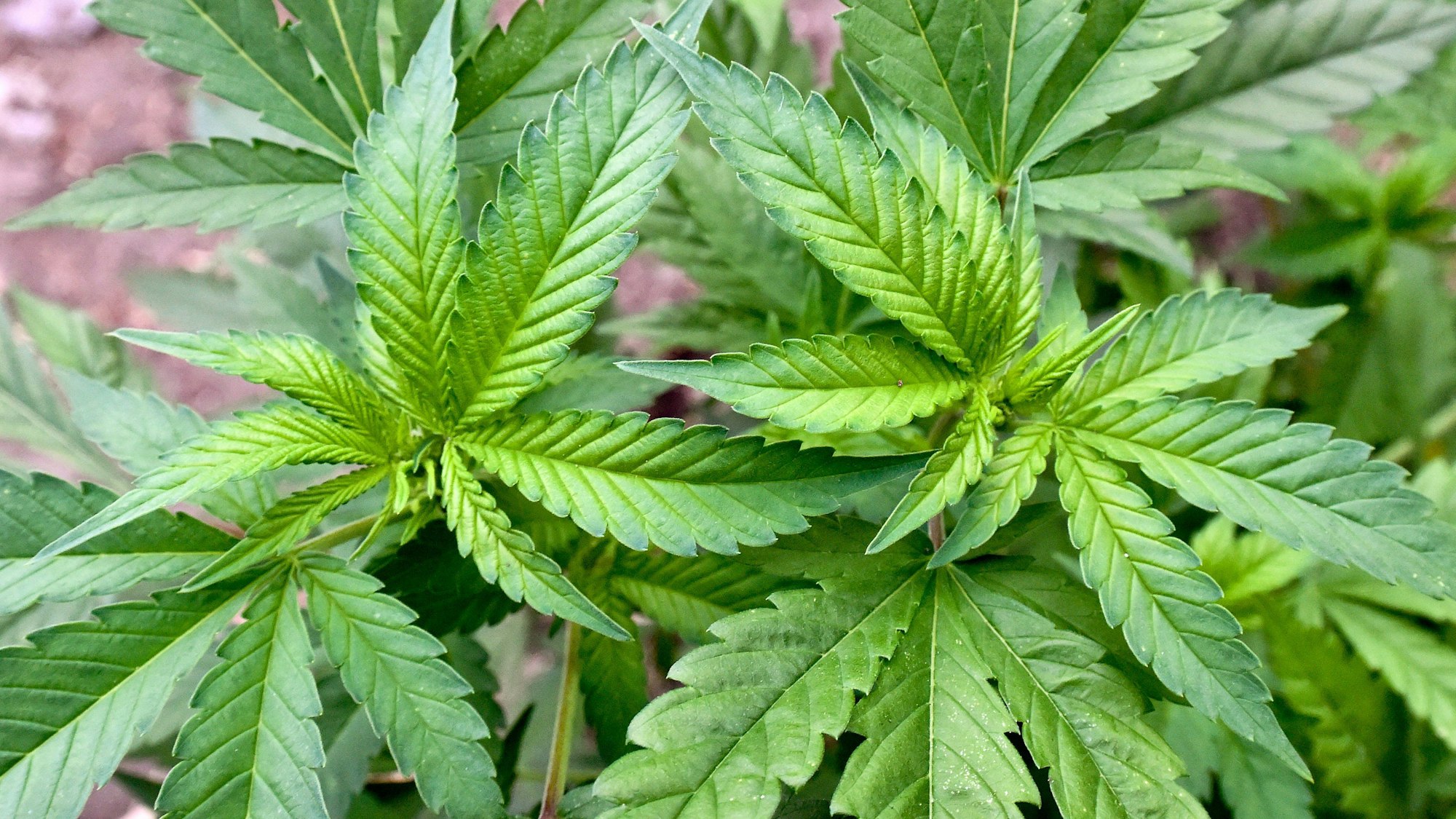 ARCHIV - 10.04.2014, Brandenburg, Braunsdorf: Eine illegale Hanf-Plantage, entdeckt bei einer Drogenrazzia auf einem privaten Gelände in Brandenburg. (zu dpa: «Brandenburg entscheidet kurzfristig über Votum zu Cannabis-Legalisierung») Foto: Patrick Pleul/dpa +++ dpa-Bildfunk +++