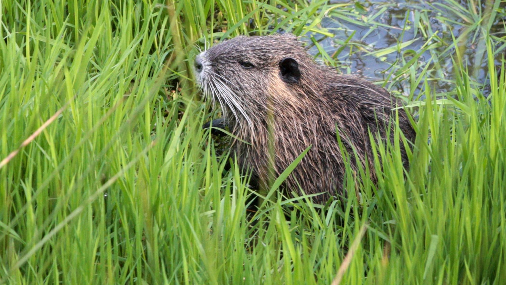 Ein Nutria sitzt im Gras an einem Teich im Eifgenbachtal unweit der Rausmühle.
