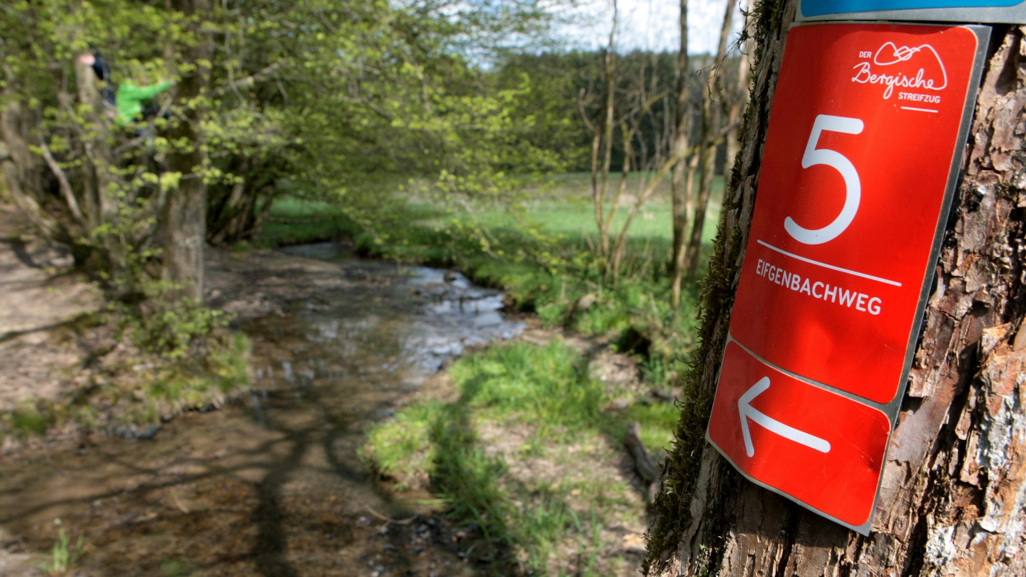 Die Wegemarkierung des Eifgenbachwegs prangt an einem Baum neben dem Eifgenbach bei Wermelskirchen-Dabringhausen.