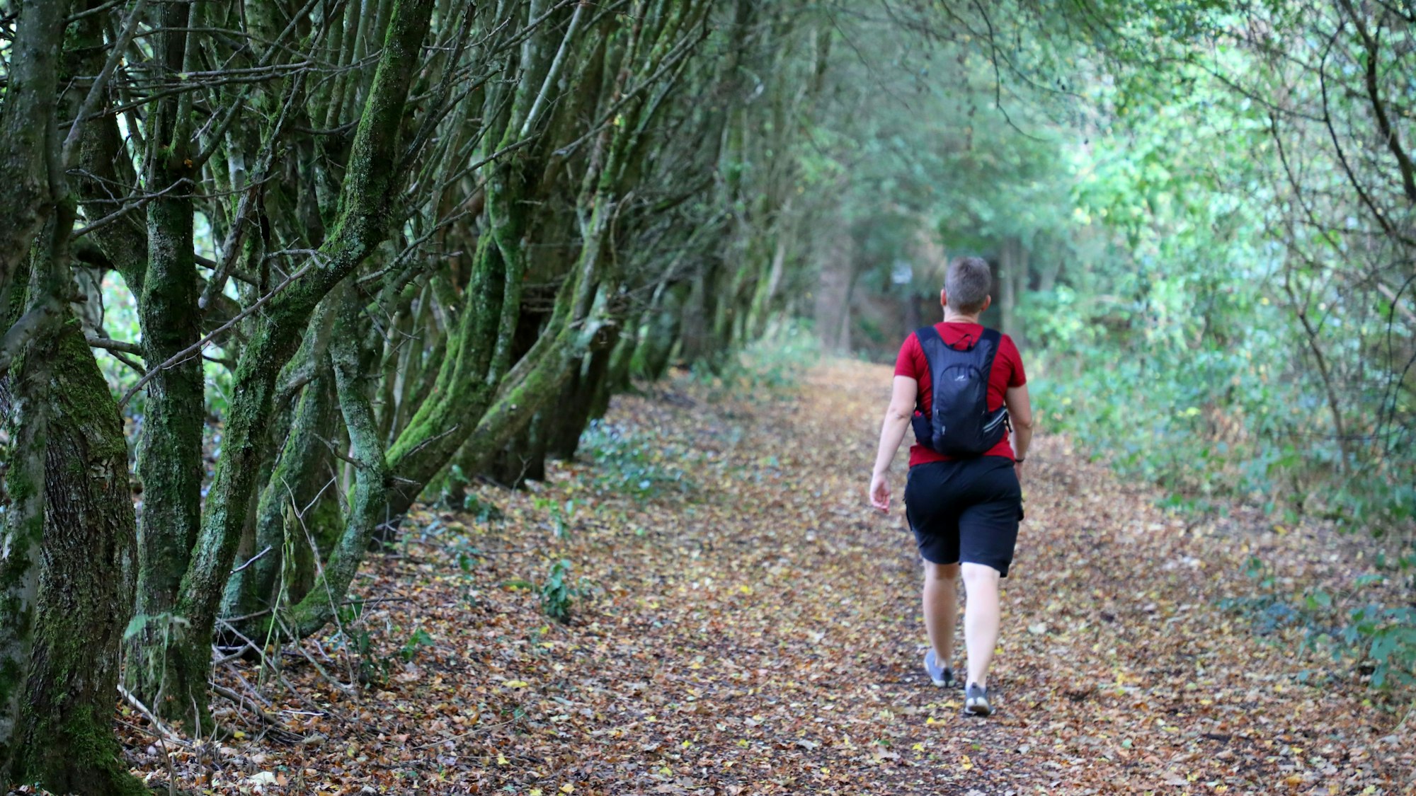 Eine Frau geht auf einem Wanderweg an einer Baumreihe entlang.