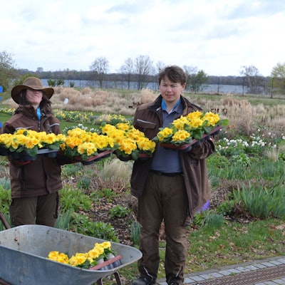 Die drei Helfer sind mit einer Schubkarre voller Stiefmütterchen im Seepark unterwegs.