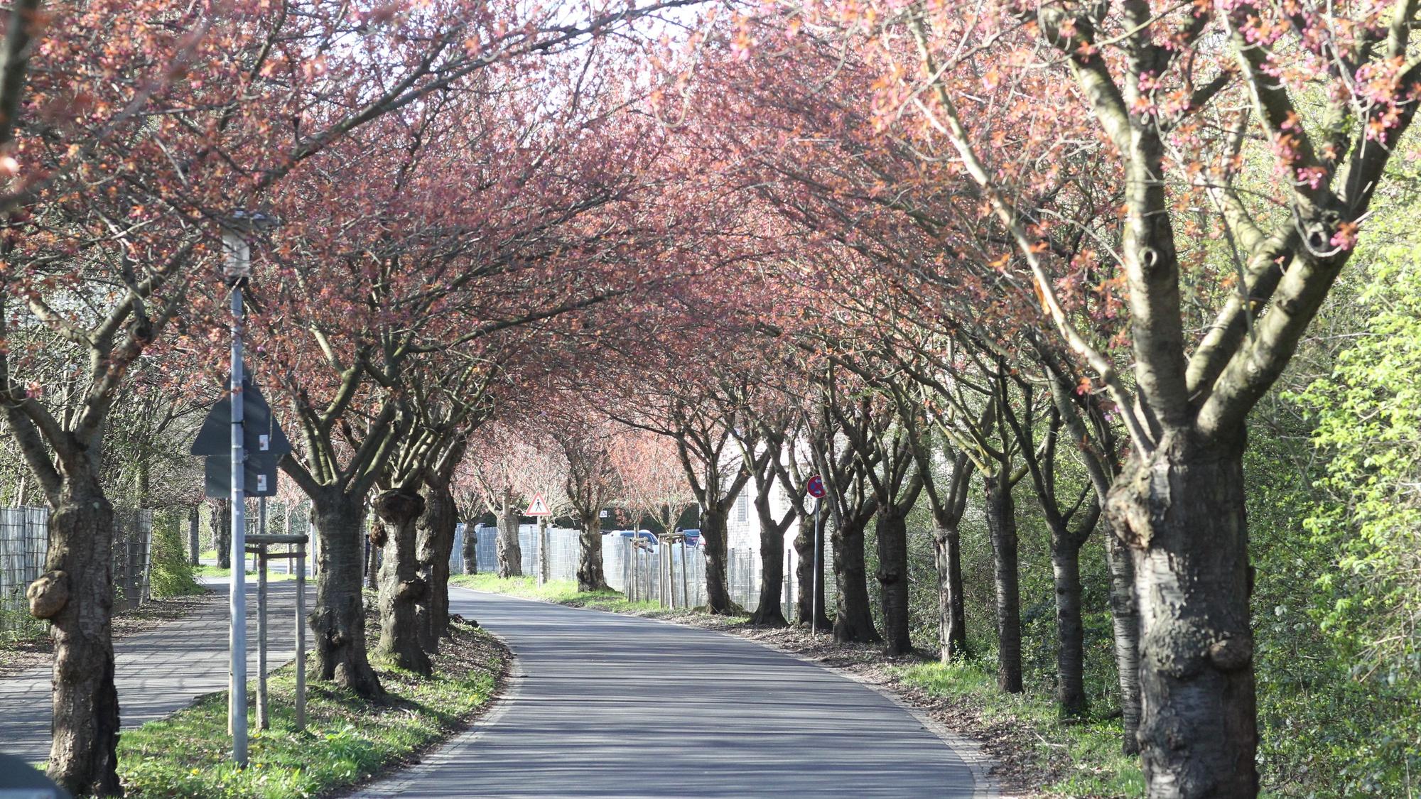 In den Startlöchern stehen die Blüten an den 83 Kirschblüten-Bäumen an der Premnitzer Straße in Lülsdorf.