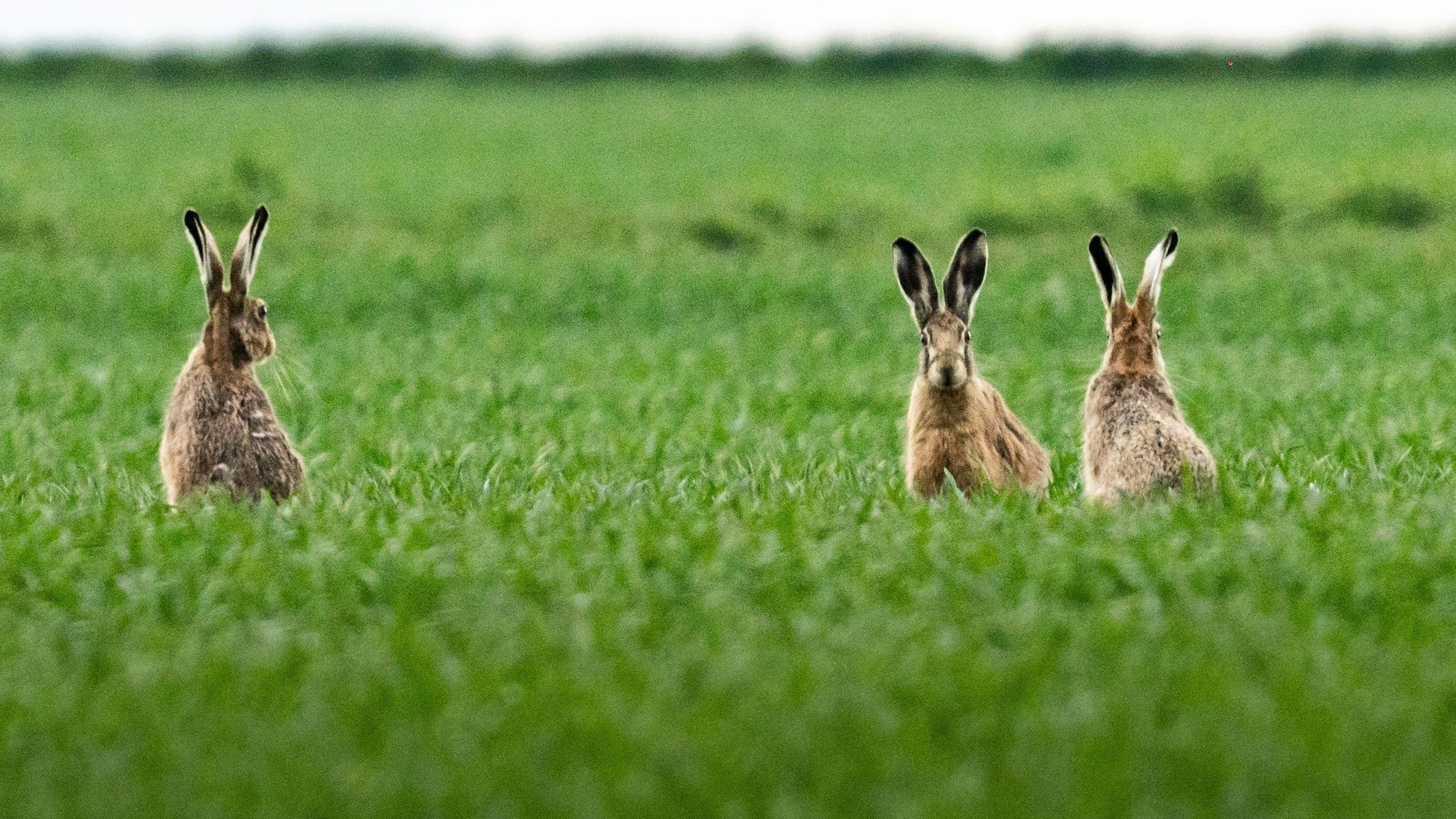 Drei Feldhasen sitzen auf einem Acker