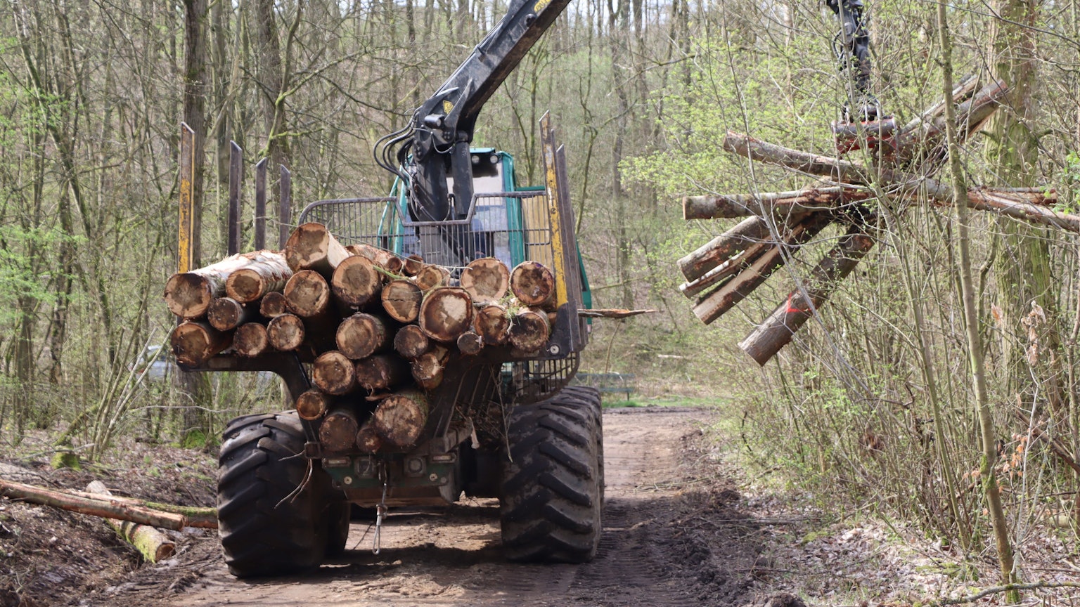 Auf dem Foto ist zu sehen, wie Baumstämme im Wald aufgelesen werden.