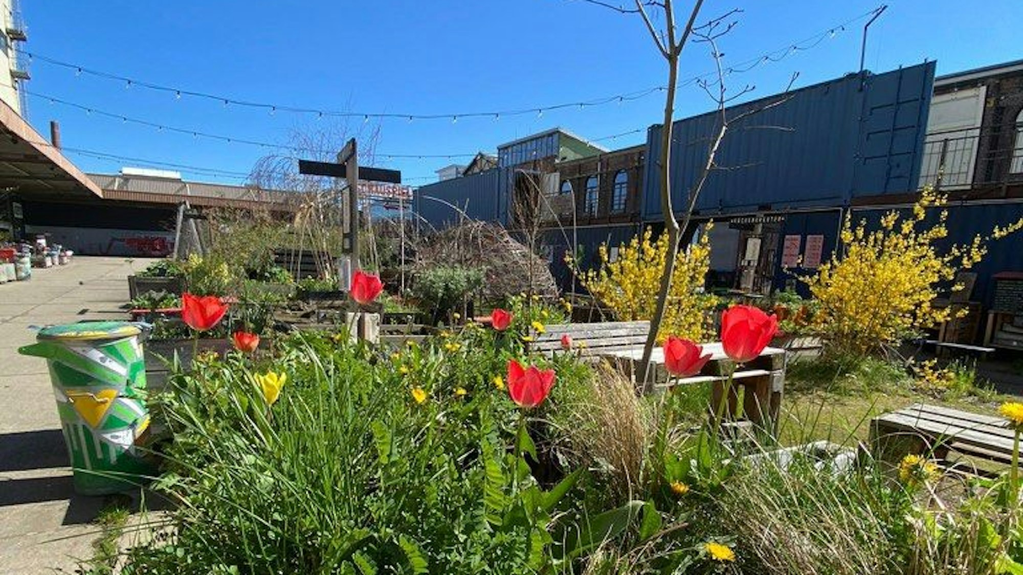 Urban Gardening Projekt Carlsgarten vor dem Schauspiel Köln: Auf 3000 Quadratmeter lassen sich Biogemüse, Heilkräuter, Färberpflanzen und Wildpflanzen finden.