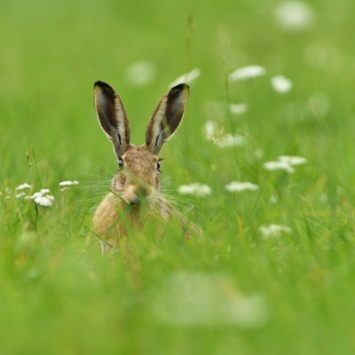 Hase im Feld
