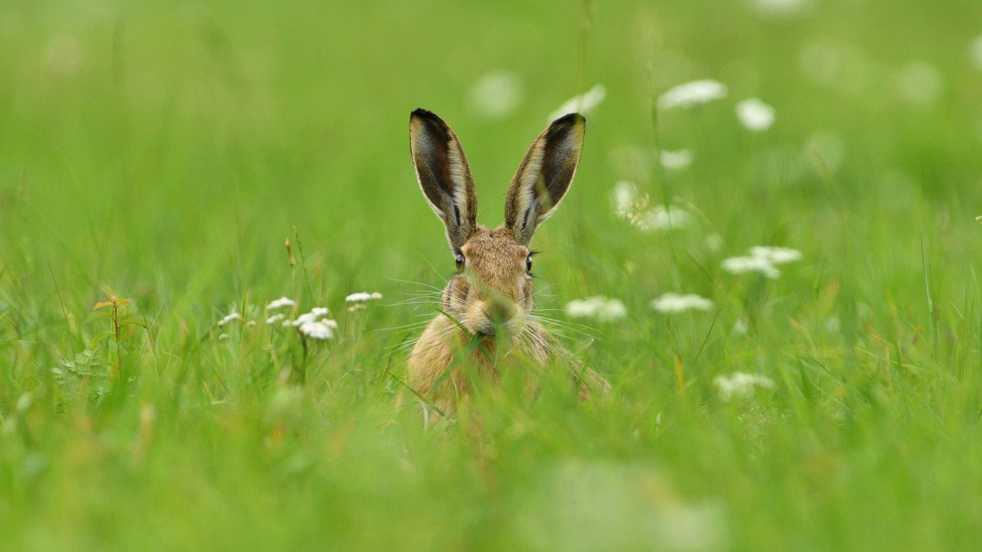 Hase im Feld