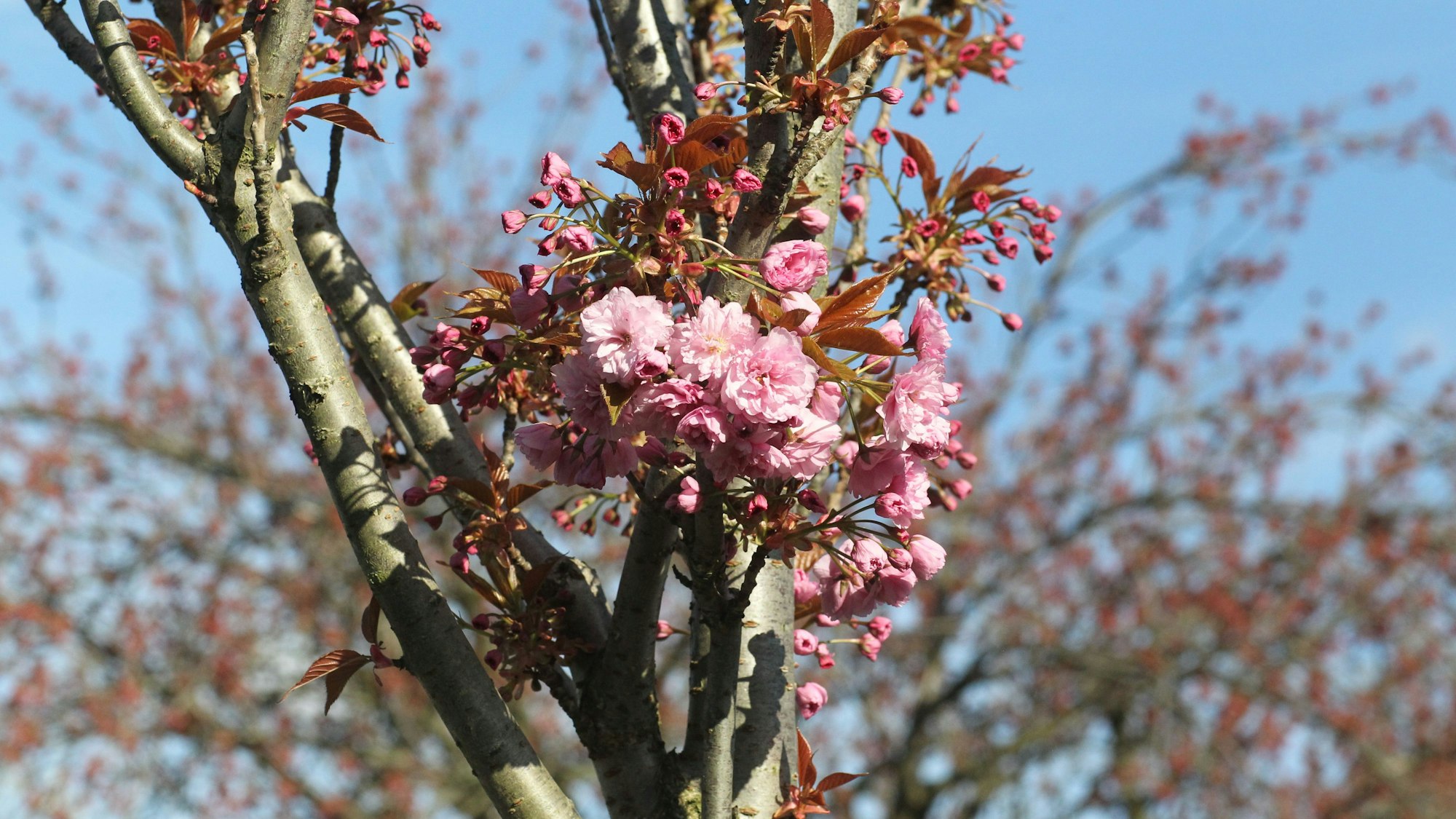 Vereinzelnd sind die ersten Knospen schon aufgegangen.