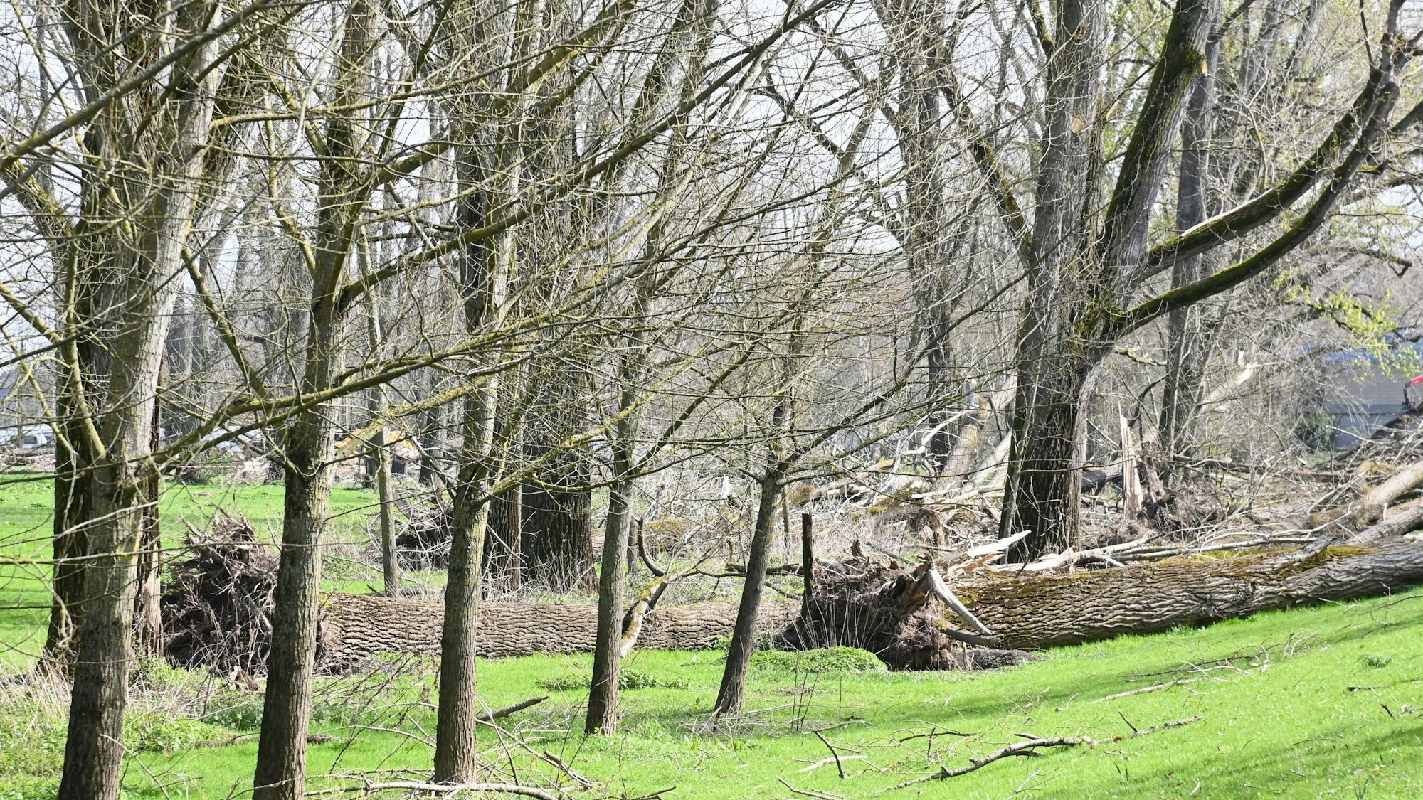 25.03.2024 Köln. In Rodenkirchen werden Sturmschäden beseitigt. Dort waren im Dezember 2023 zahlreiche Bäume umgeknickt. Nun sollen Forstgroßmaschinen aufräumen, die Stadt erwartet Flurschäden. Foto: Alexander Schwaiger