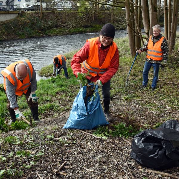 Vier Menschen in Warnwesten entfernen am Ufer der Agger die Wurzeln der Herkulesstaude.