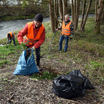 Vier Menschen in Warnwesten entfernen am Ufer der Agger die Wurzeln der Herkulesstaude.