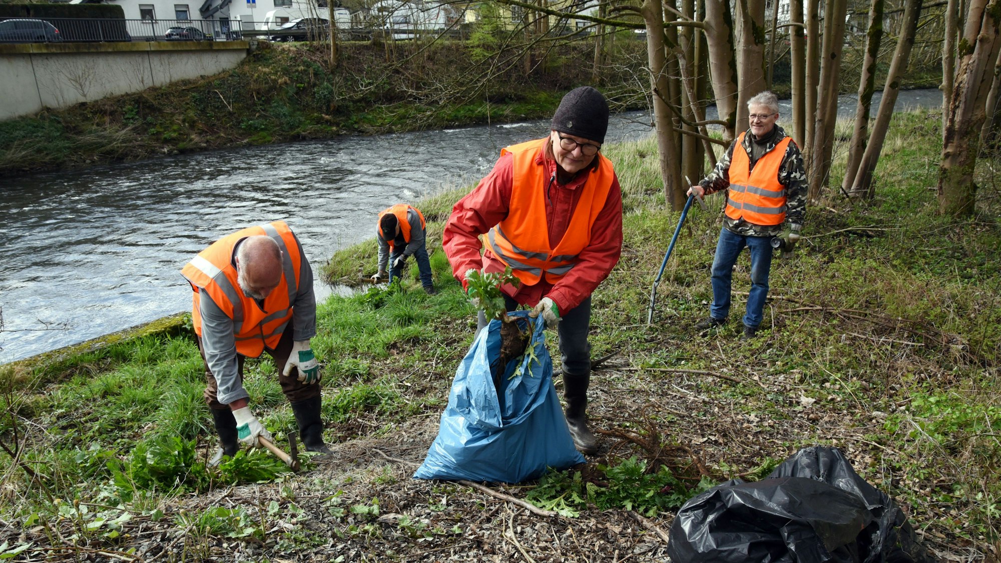 Vier Menschen in Warnwesten entfernen am Ufer der Agger die Wurzeln der Herkulesstaude.