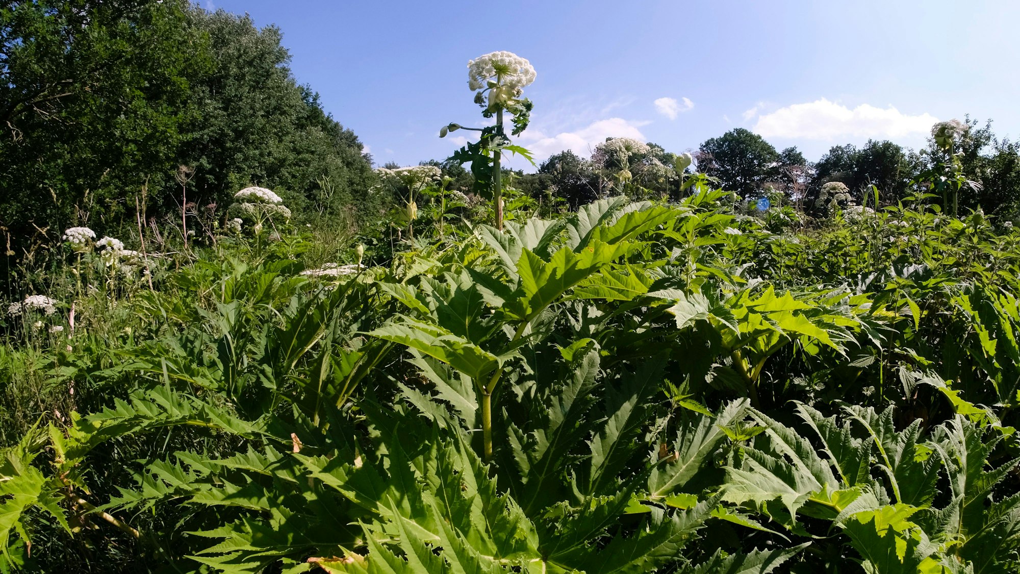Pflanzen mit weißen Blüten