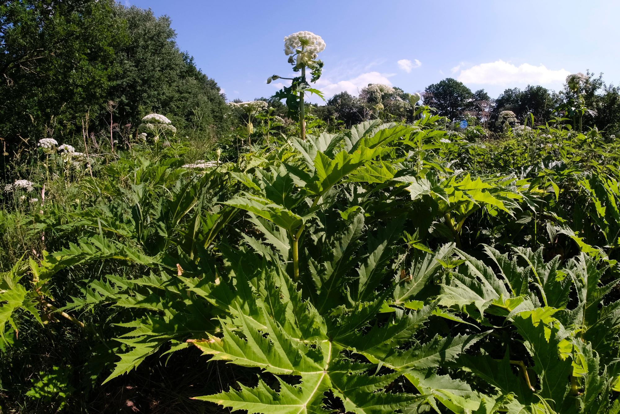 Riesenbärenklau mit Blüte auf einer Wiese an einem sonnigen Tag.