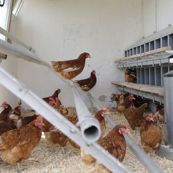 Blick in einen Container, der zum Hühnerstall umgebaut wurde.