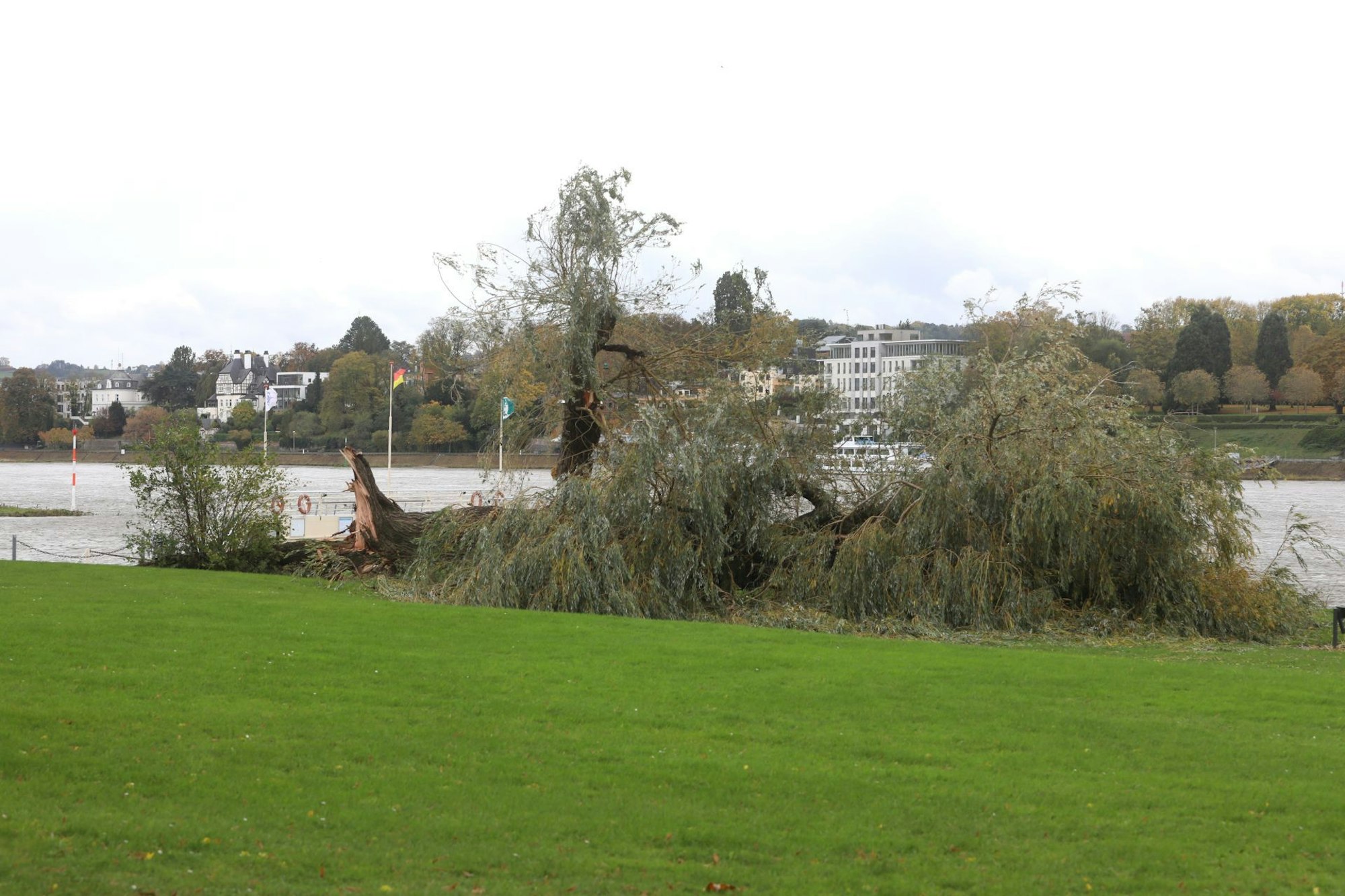 Die Reste einer Trauerweide liegen neben dem Rhein.