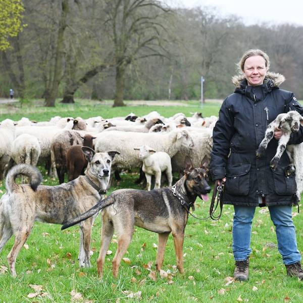Eine Frau mit zwei Hunden hält ein Lamm auf dem Arm, hinter ihr Schafe