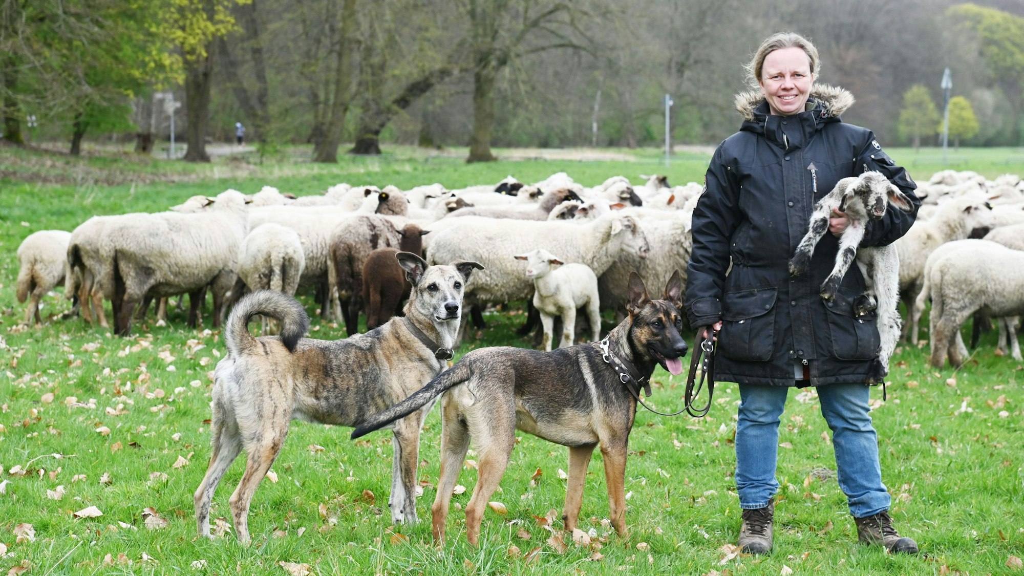 Eine Frau mit zwei Hunden hält ein Lamm auf dem Arm, hinter ihr Schafe