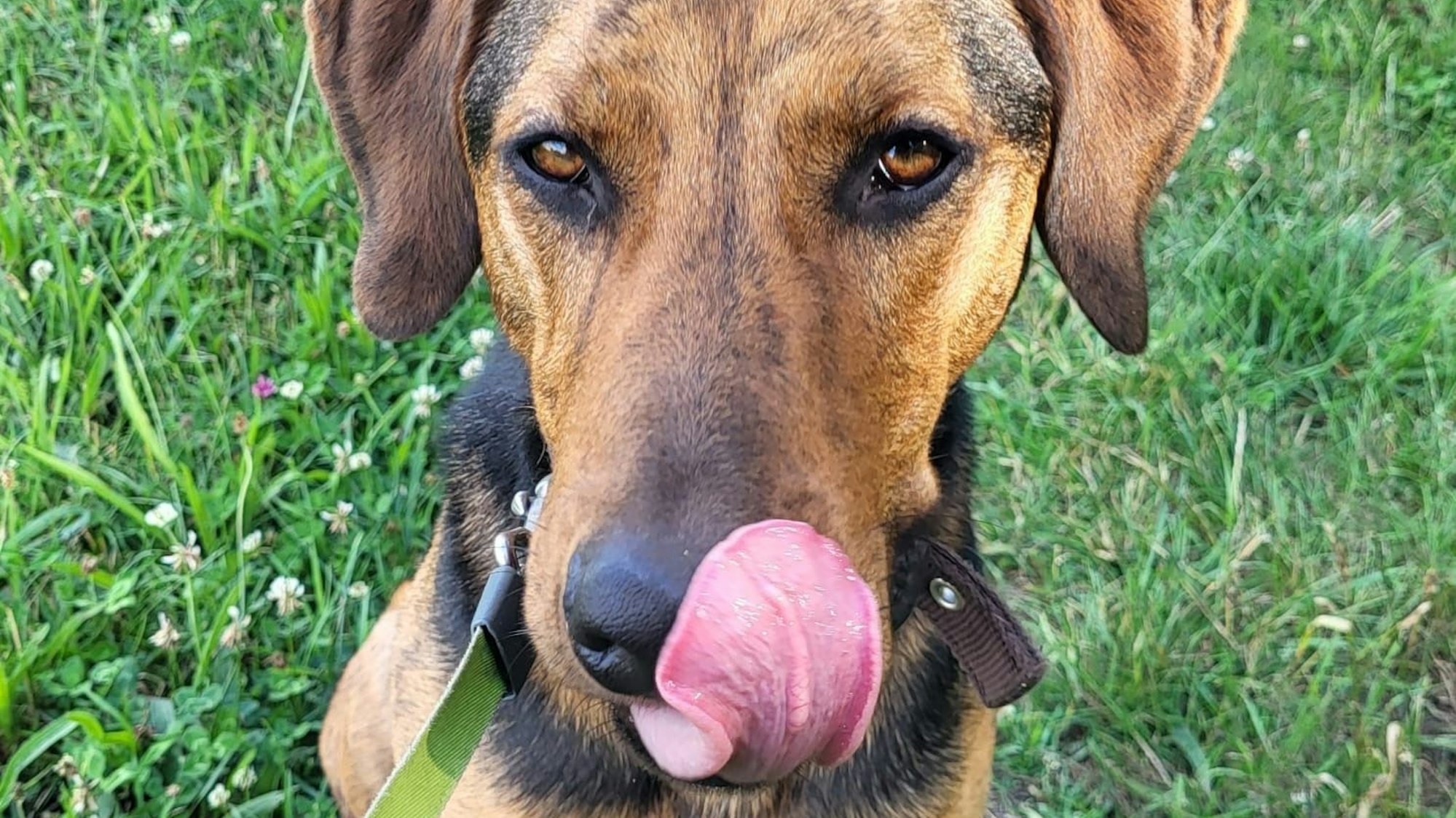 Ein brauner Hund schleckt sich die Schnauze ab.