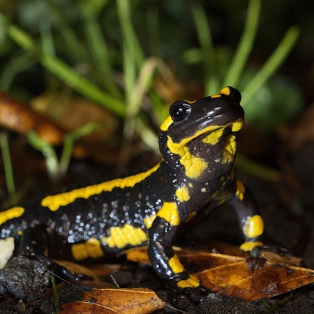 Feuersalamander im Kottenforst - Straße nördlich des Jägerhäuschens