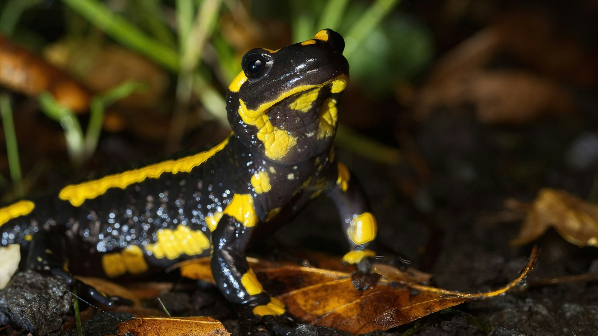 Feuersalamander im Kottenforst - Straße nördlich des Jägerhäuschens
