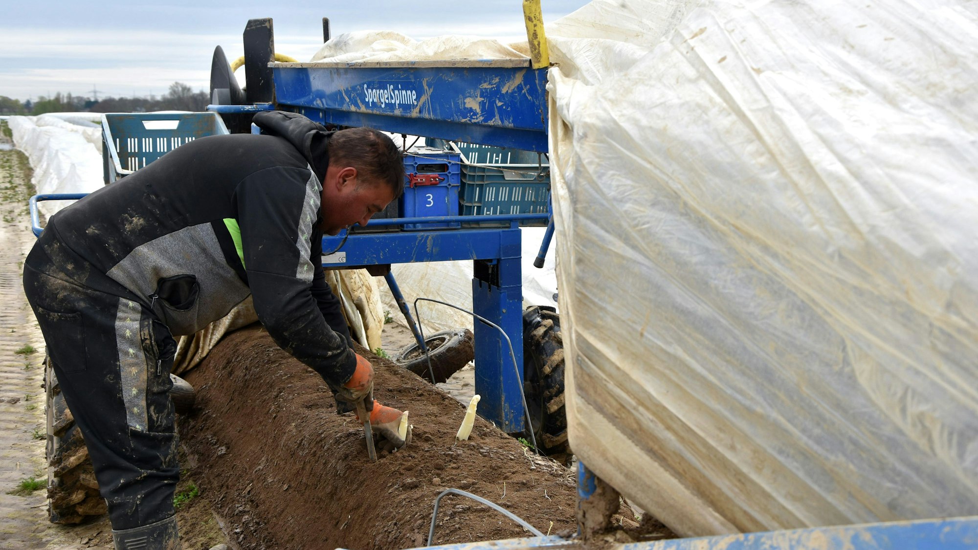 Ein Erntehelfer sticht Spargel.