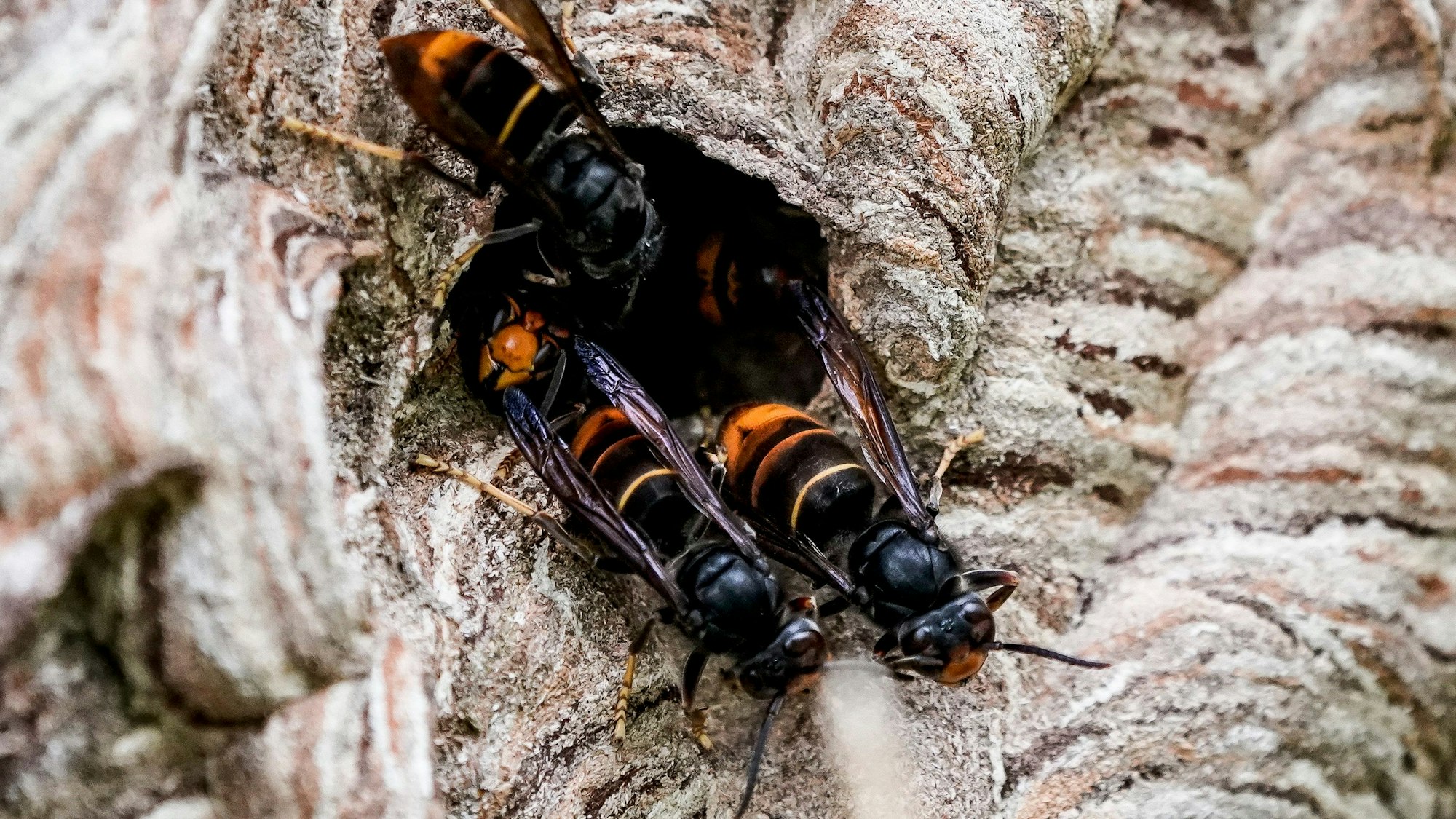 ARCHIV - 27.08.2021, Hamburg: Asiatische Hornissen (Vespa velutina nigrithorax) sammeln sich an einem Ausgang ihres Nestes. Die Asiatische Hornisse breitet sich immer weiter in Baden-Württemberg aus. Mehr als 260 Nester wurden nach Angaben des Umweltministeriums in diesem Jahr im Südwesten gezählt. (zu dpa: «Asiatische Hornisse breitet sich aus: Was bedeutet das für die Natur?») Foto: Axel Heimken/dpa +++ dpa-Bildfunk +++