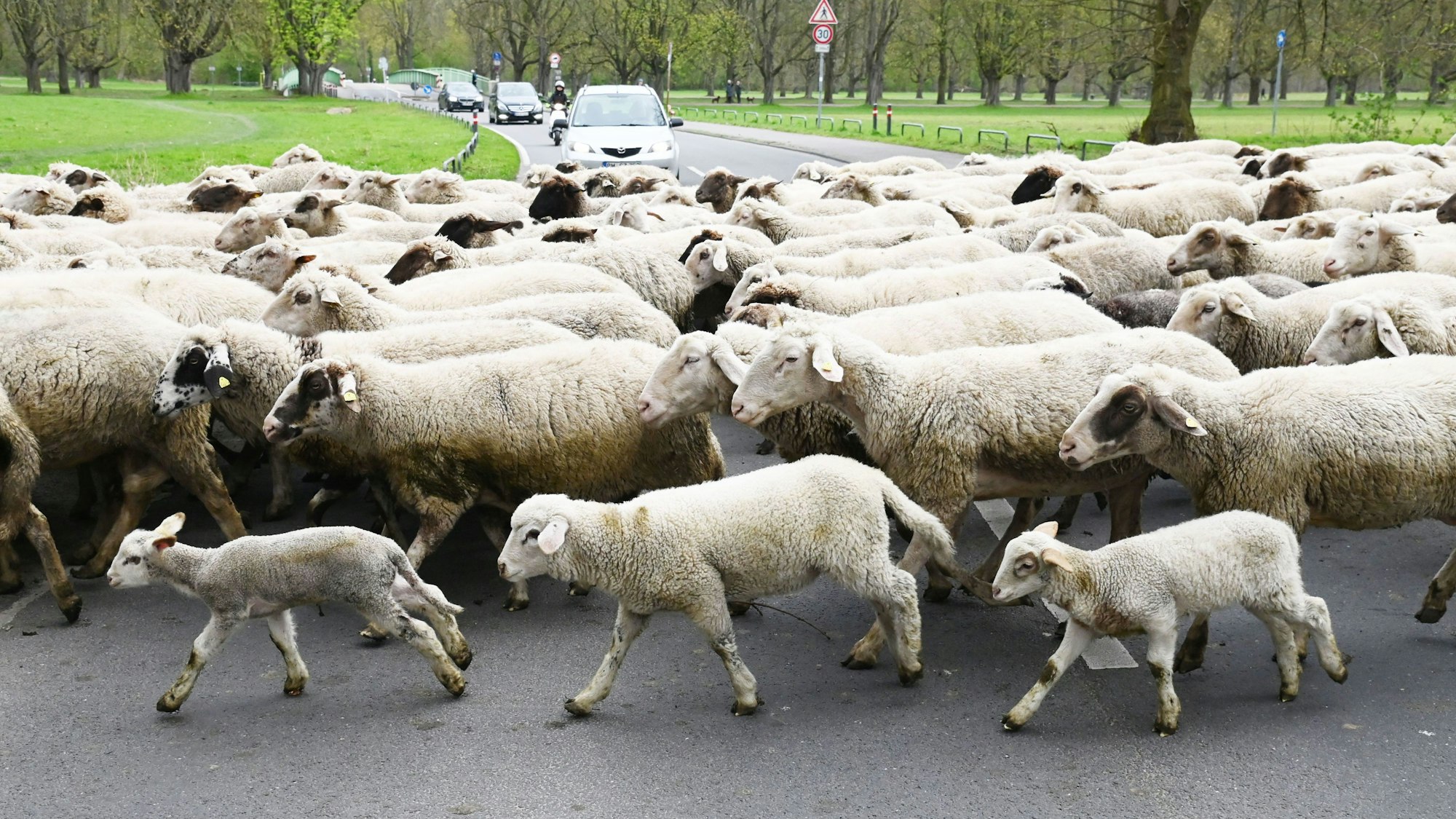 Die Schafherde kreuzt eine Straße.