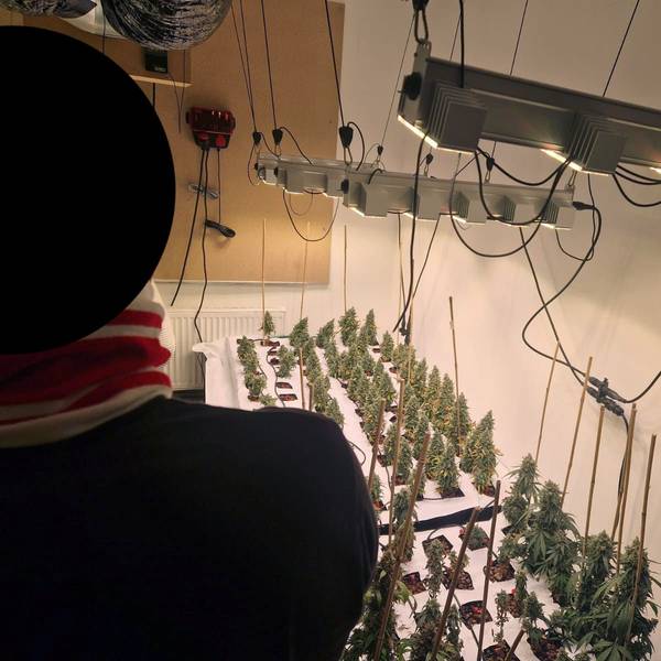 Ein Mann steht mit dem Rücken zur Kamera, im Hintergrund sind Cannabis-Pflanzen zu sehen.